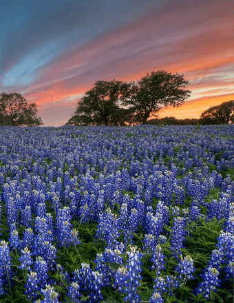 Alma Vasquez de Garcia Obituary